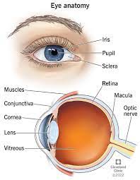 Human Eye Anatomy Common Conditions and Eye Disorders