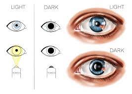 Human Eye Anatomy Common Conditions and Eye Disorders