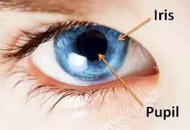 Human Eye Anatomy Common Conditions and Eye Disorders