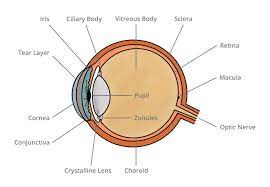 Human Eye Anatomy Common Conditions and Eye Disorders