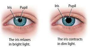 Human Eye Anatomy Common Conditions and Eye Disorders