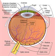 Human Eye Anatomy Common Conditions and Eye Disorders