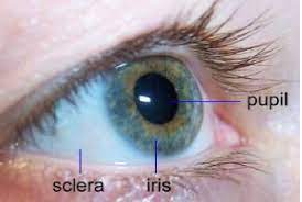 Human Eye Anatomy Common Conditions and Eye Disorders