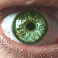 What's special about green eyes? 10 fascinating facts about green eyes