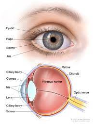 Human Eye Anatomy Common Conditions and Eye Disorders