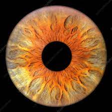 Human Eye Anatomy Common Conditions and Eye Disorders