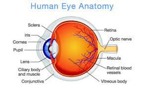 Human Eye Anatomy Common Conditions and Eye Disorders