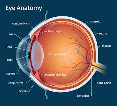 Human Eye Anatomy Common Conditions and Eye Disorders