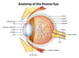 Human Eye Anatomy Common Conditions and Eye Disorders