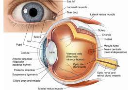 Human Eye Anatomy Common Conditions and Eye Disorders