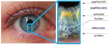 Human Eye Anatomy Common Conditions and Eye Disorders